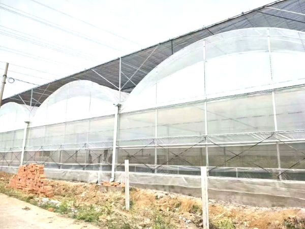 連棟薄膜溫室